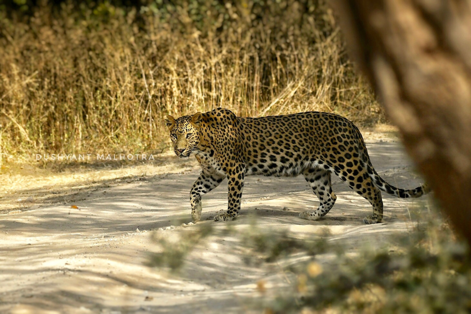 Exploring the Wilds of Jhalana Forest Reserve An Unforgettable Adventure.