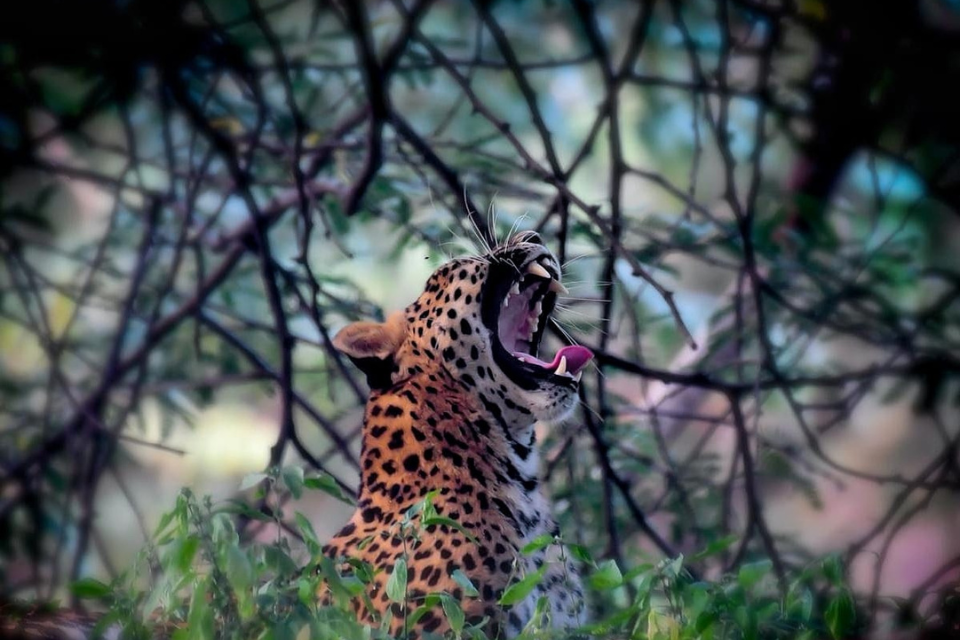 Jhalana Panther Safari A Chance to Spot the Majestic Big Cats in Their Natural Habitat.