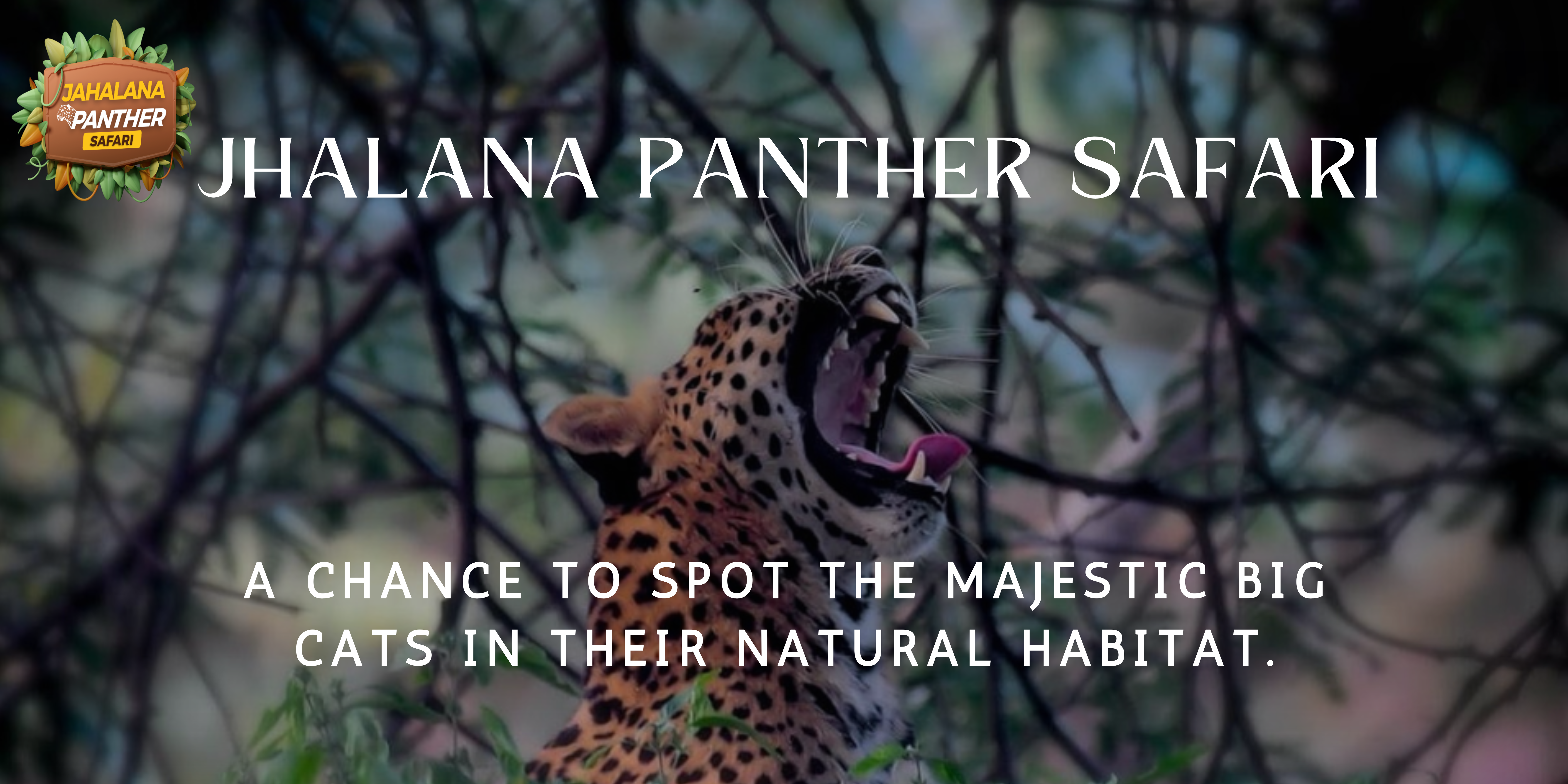 Jhalana Panther Safari A Chance to Spot the Majestic Big Cats in Their Natural Habitat.