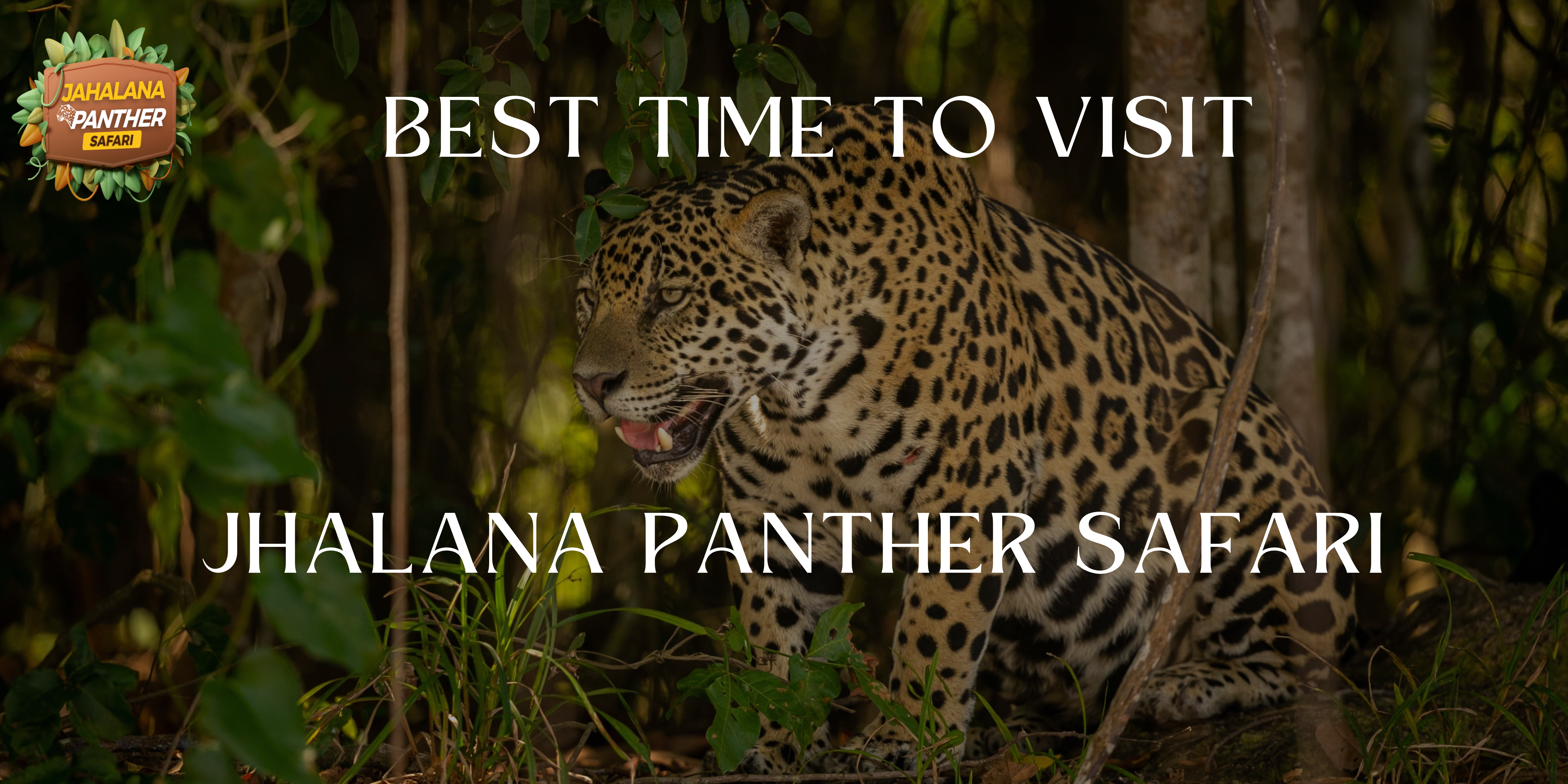 The Best Time to Visit Jhalana Panther Safari for the Ultimate Wildlife Experience.