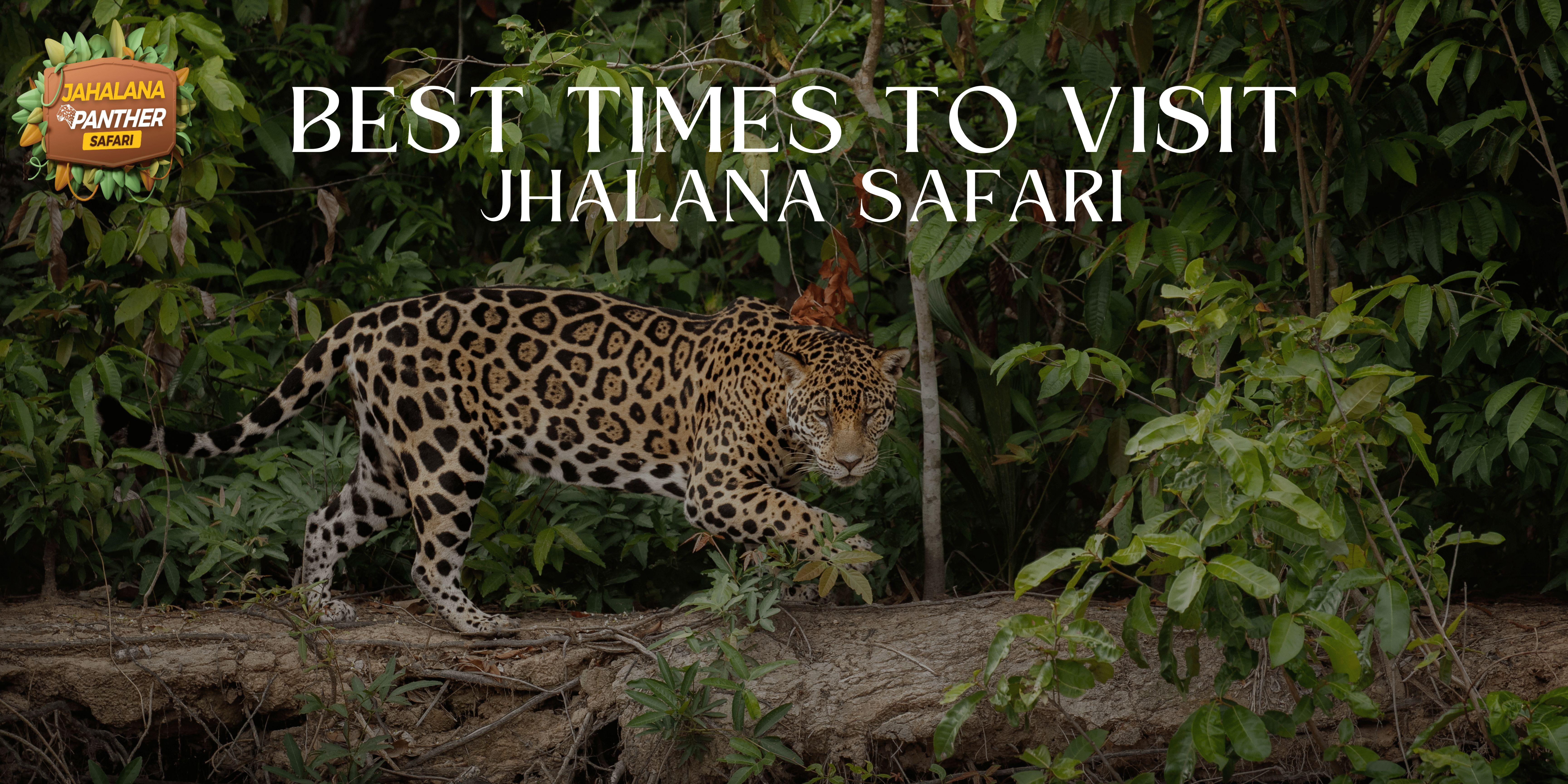 Best Times to Visit Jhalana Safari: Seasons, Safaris, and Special Sightings