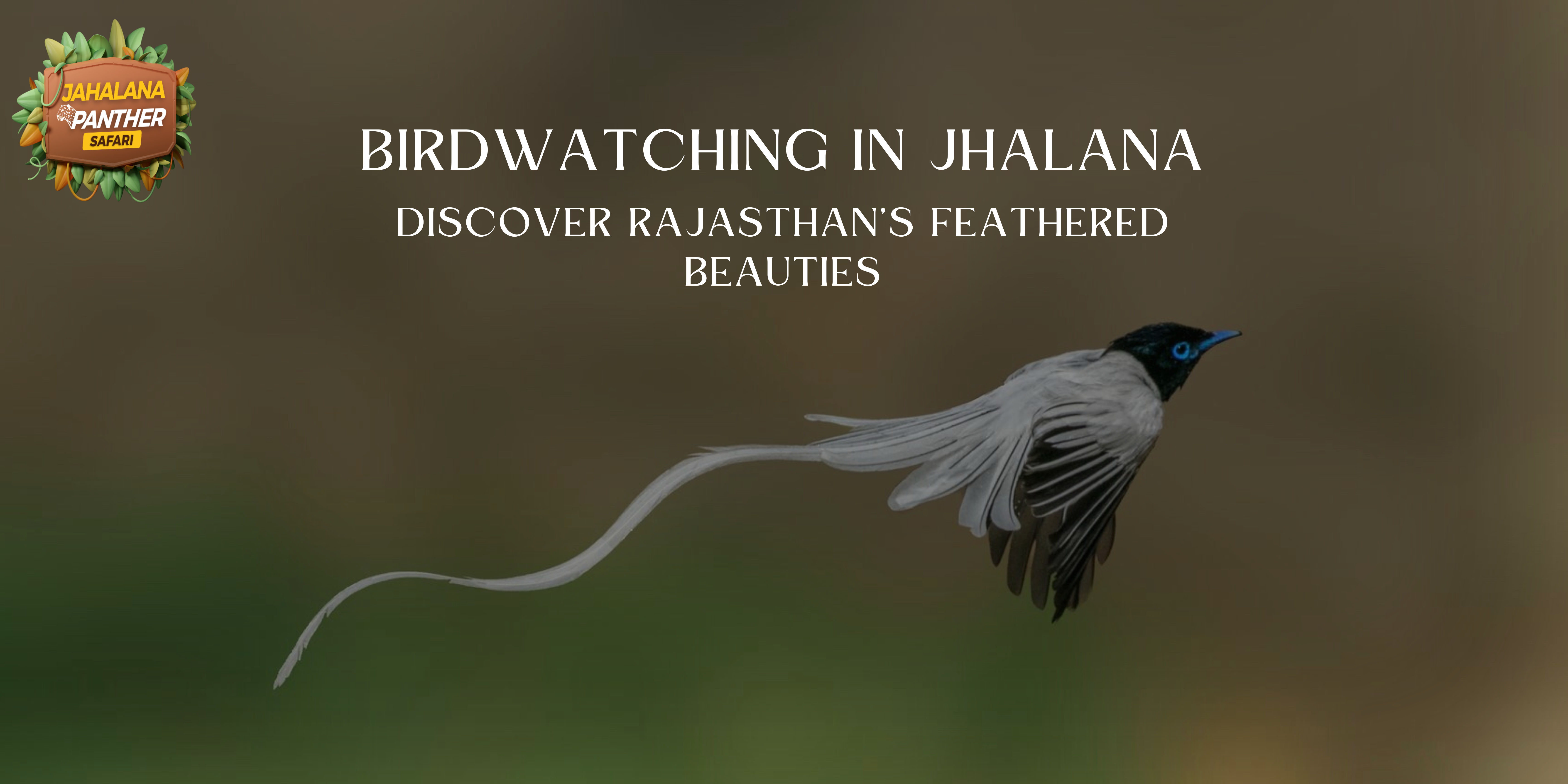 Birdwatching in Jhalana: Discover Rajasthan’s Feathered Beauties