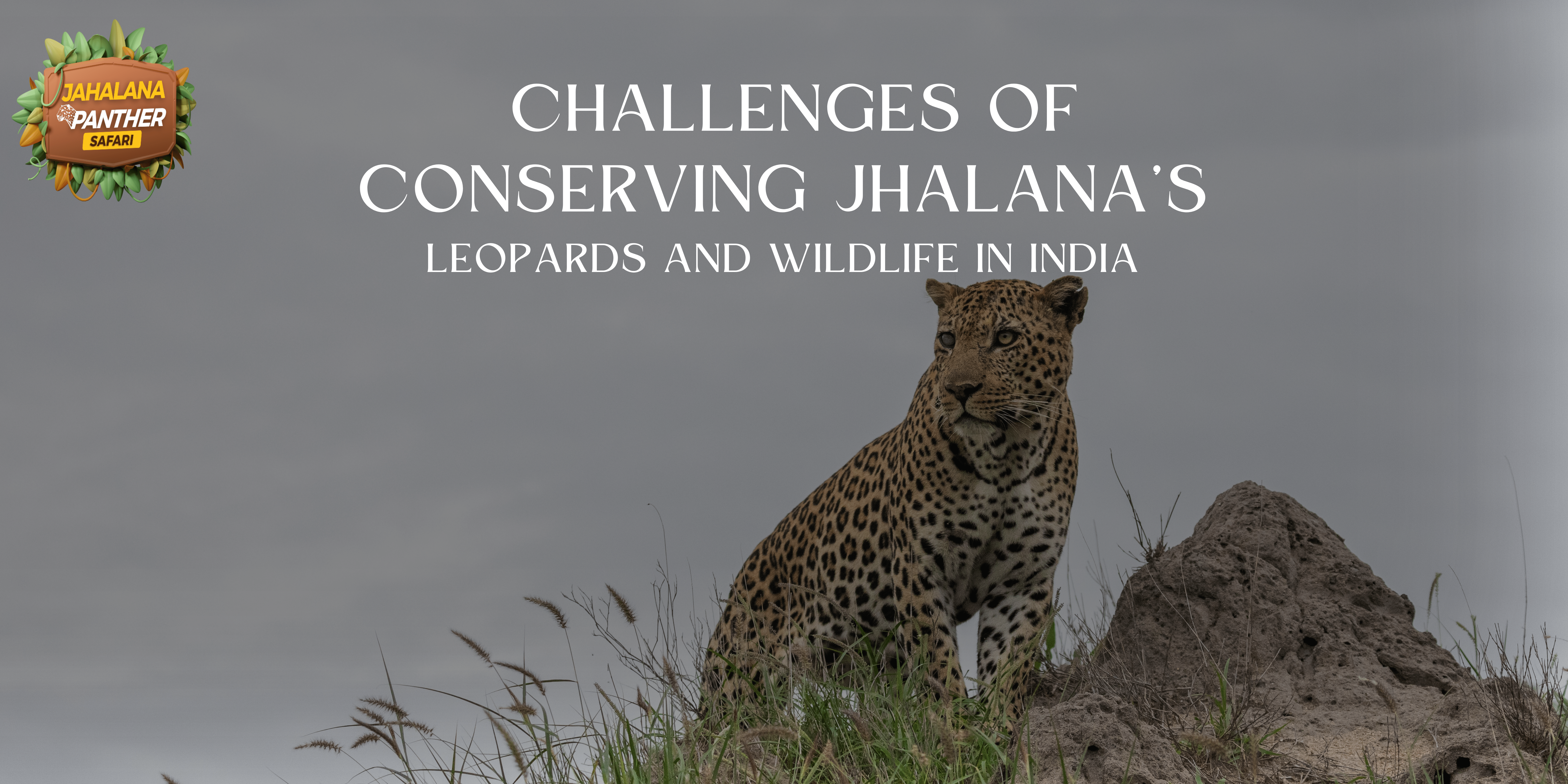 Challenges of Conserving Jhalana’s Leopards and Wildlife in India