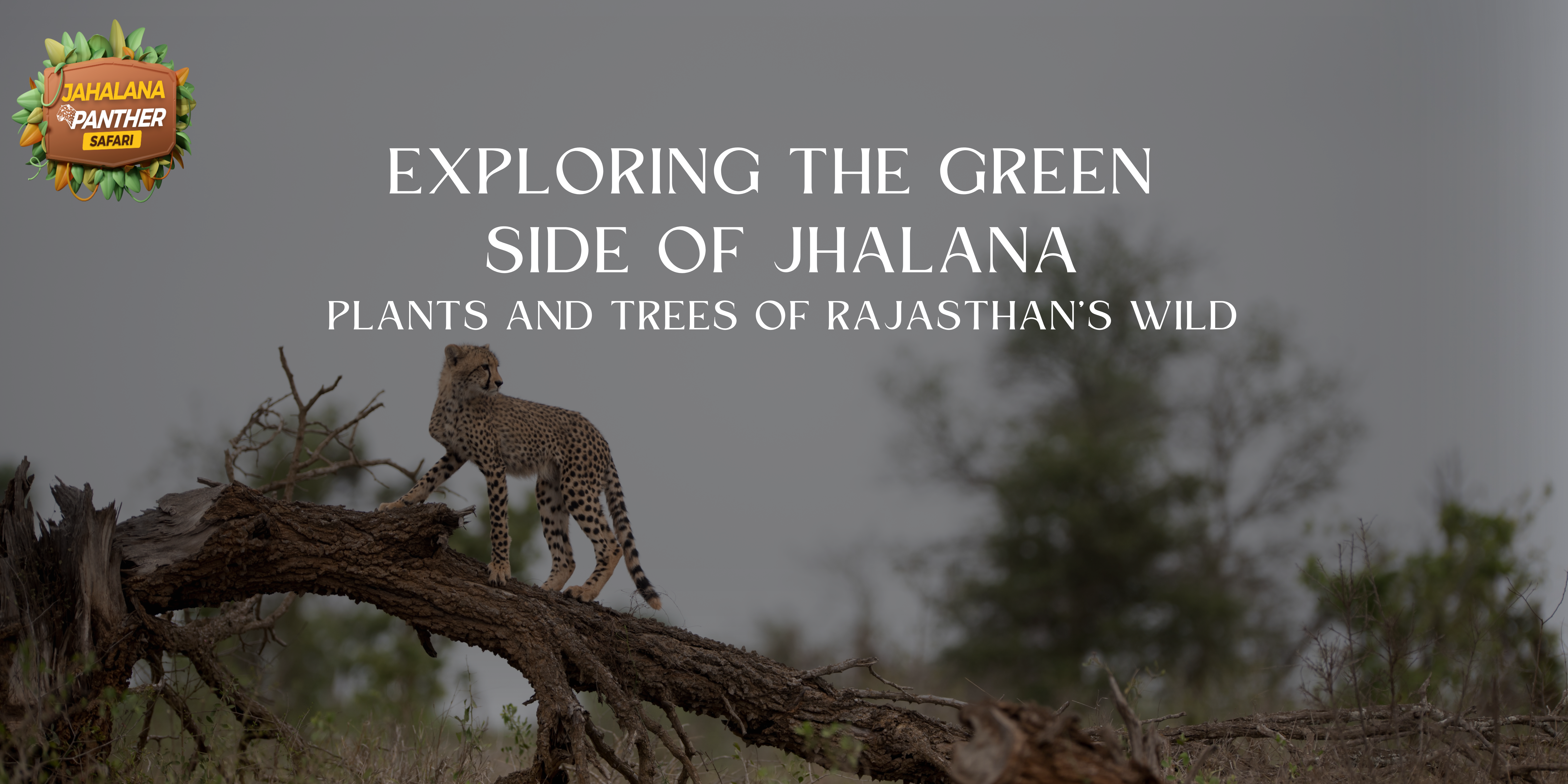 Exploring the Green Side of Jhalana: Plants and Trees of Rajasthan’s Wild