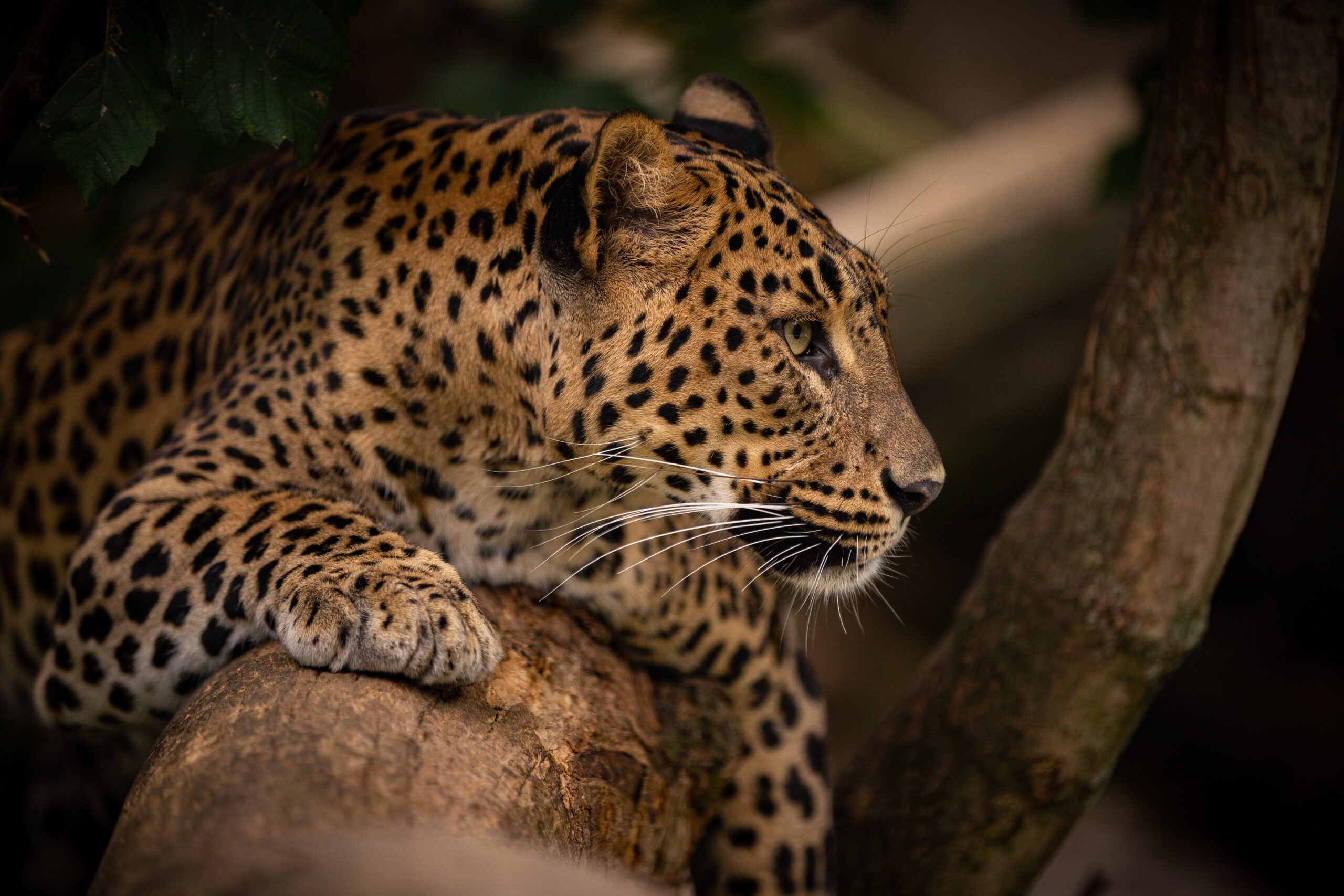 Jhalana Leopard Safari Jhalana Panther Safari