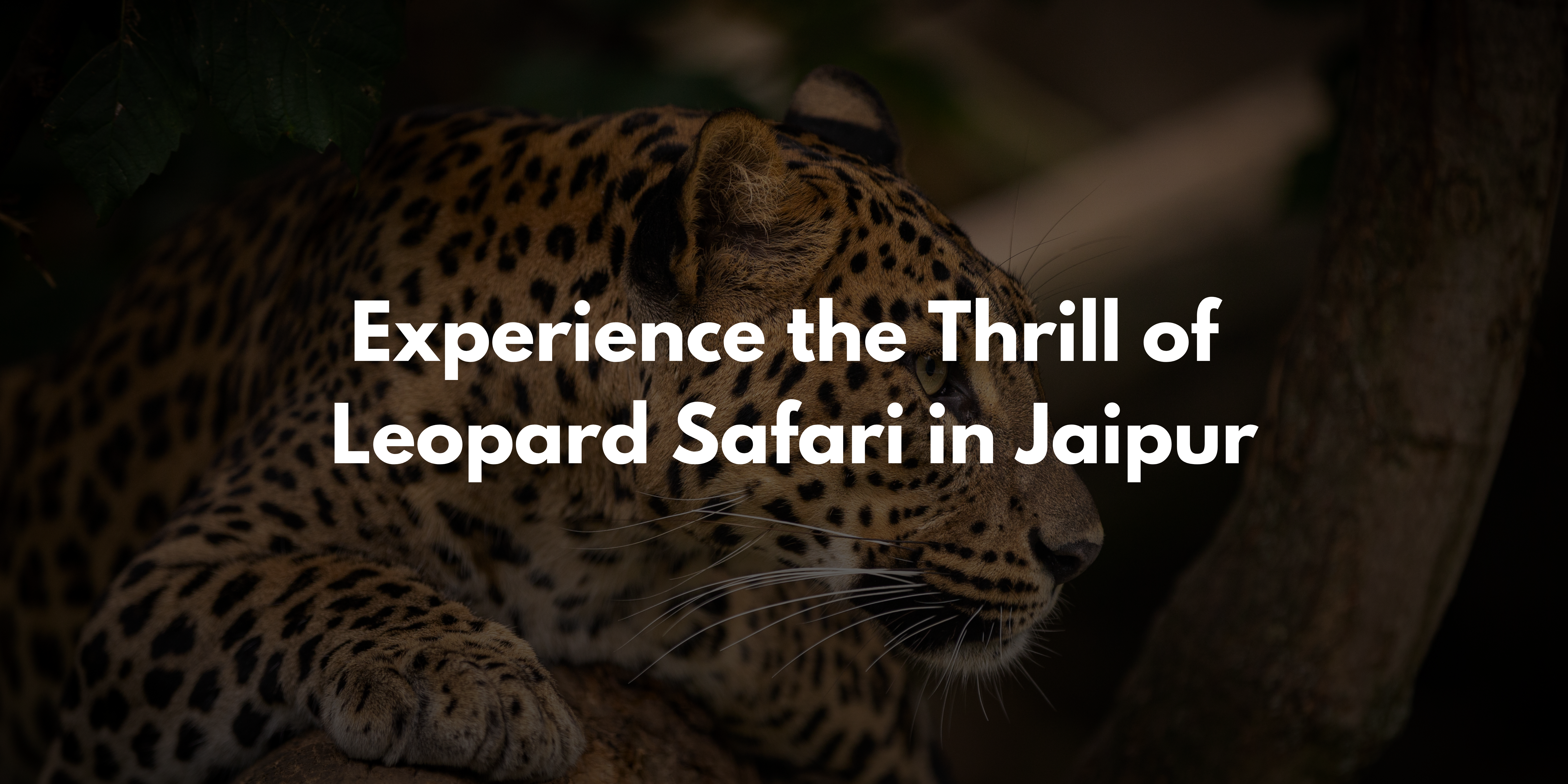 Experience the Thrill of Leopard Safari in Jaipur