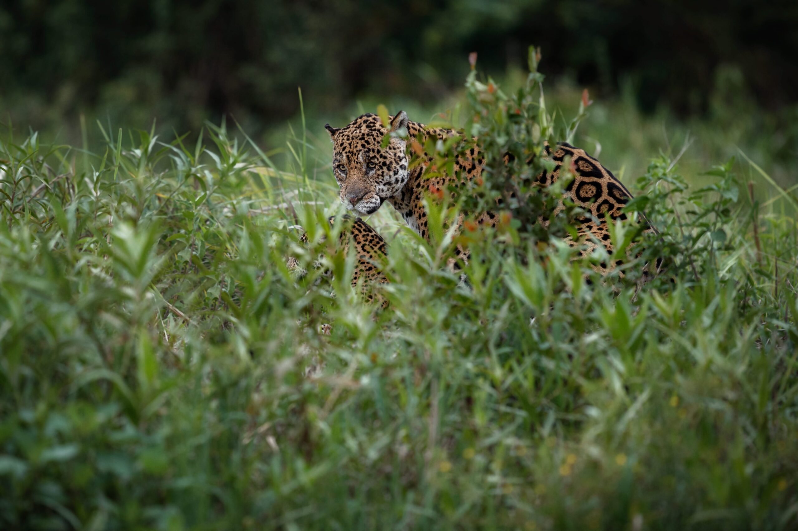 Jhalana Leopard Safari