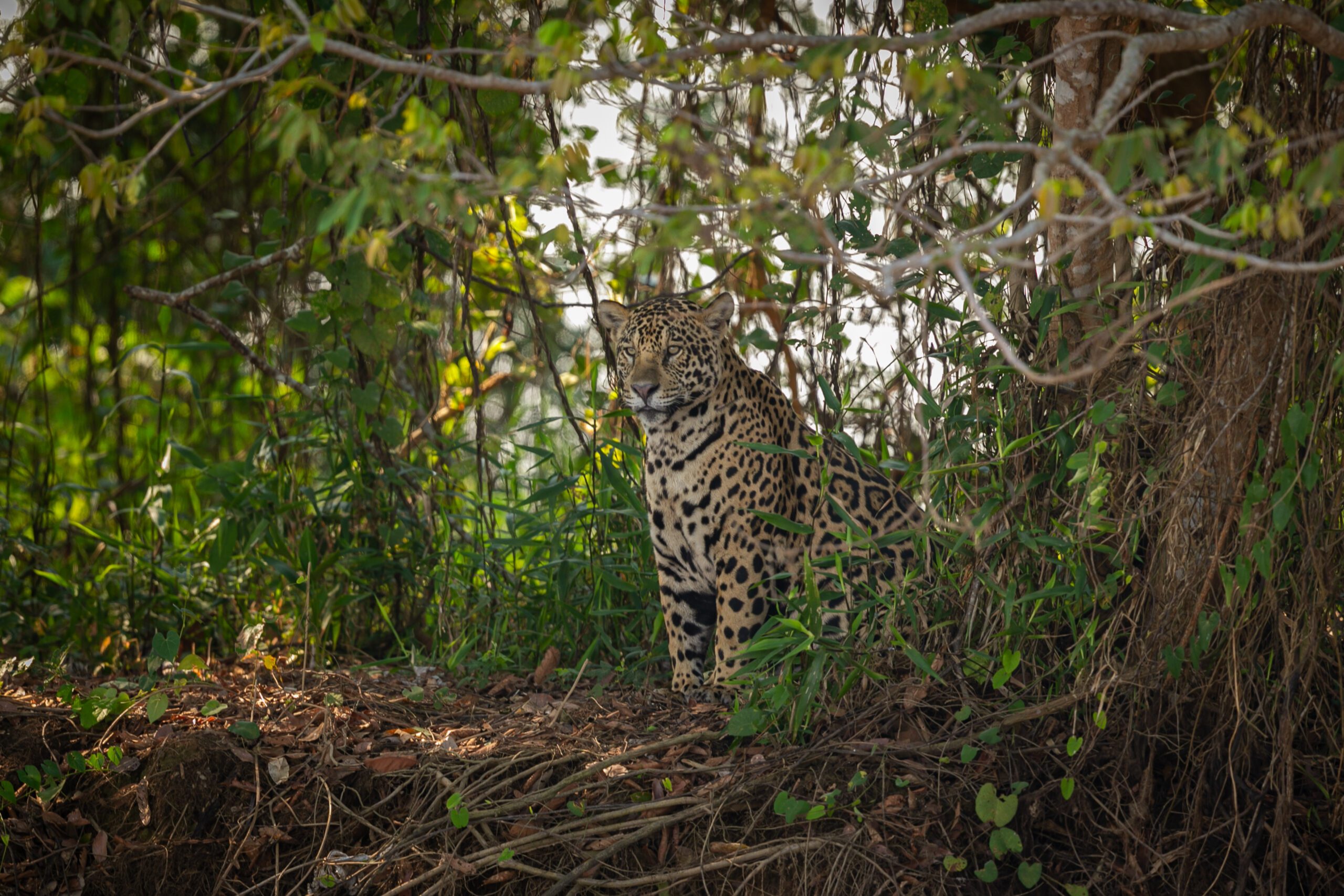 Leopard Safari in jaipur