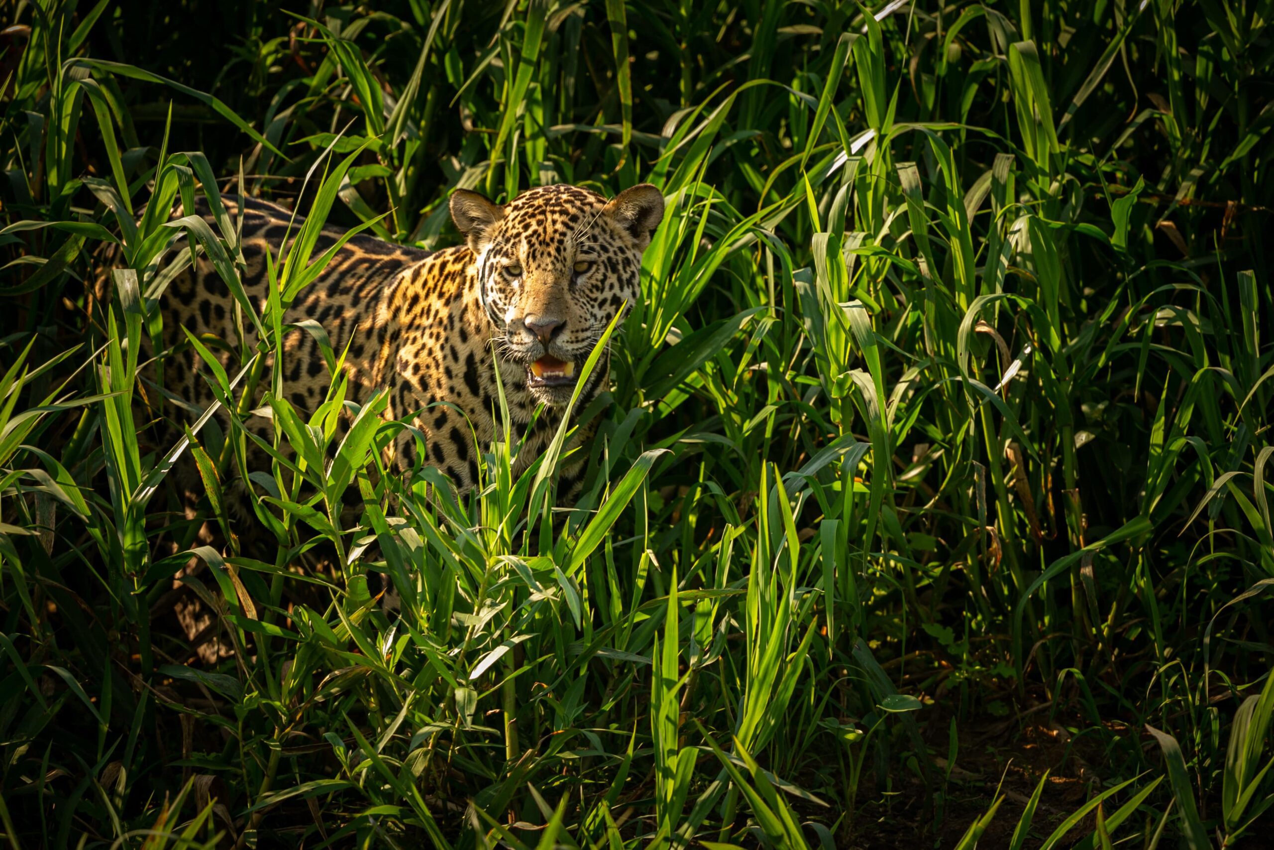 Jhalana Leopard Safari