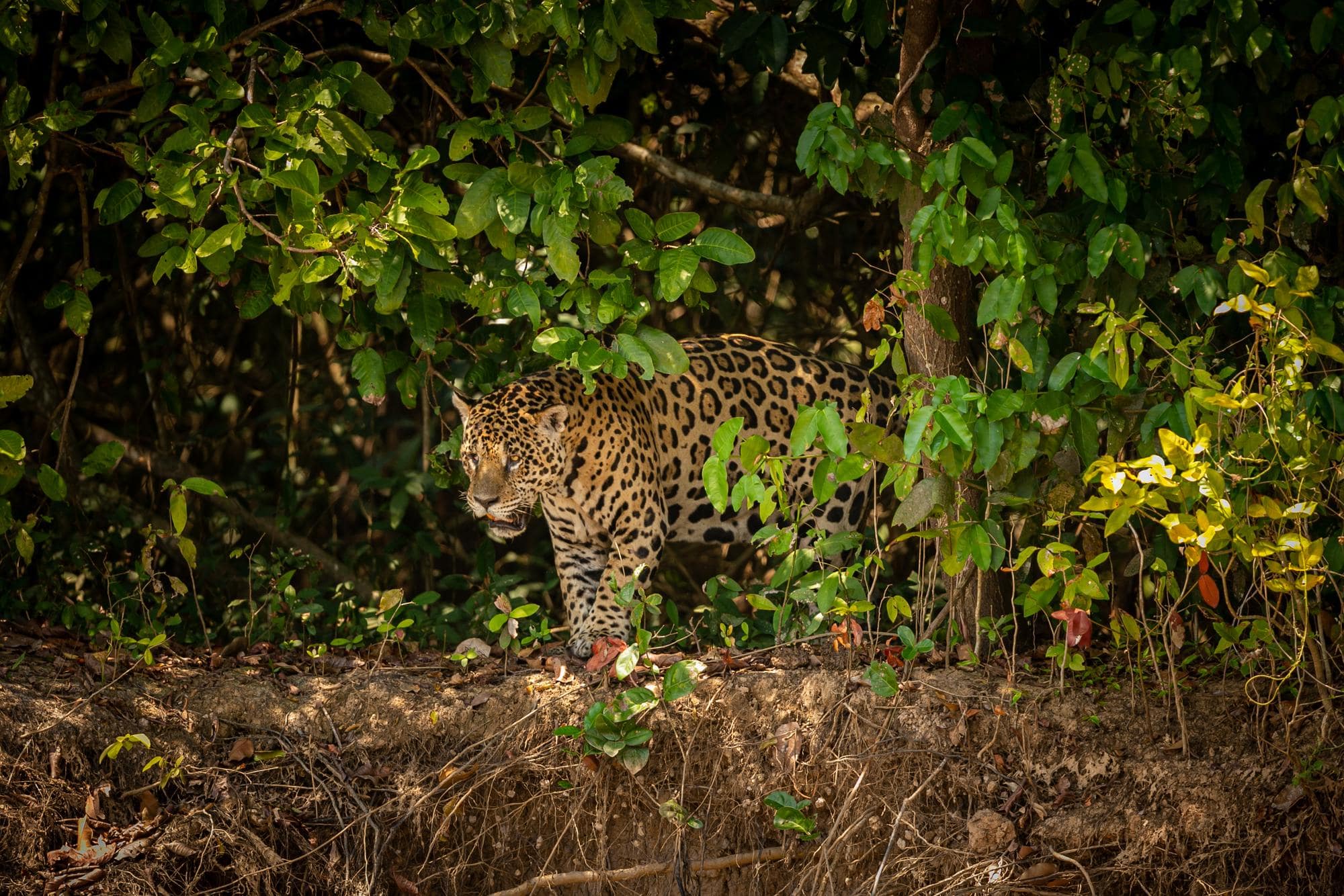 Jhalana Leopard Safari