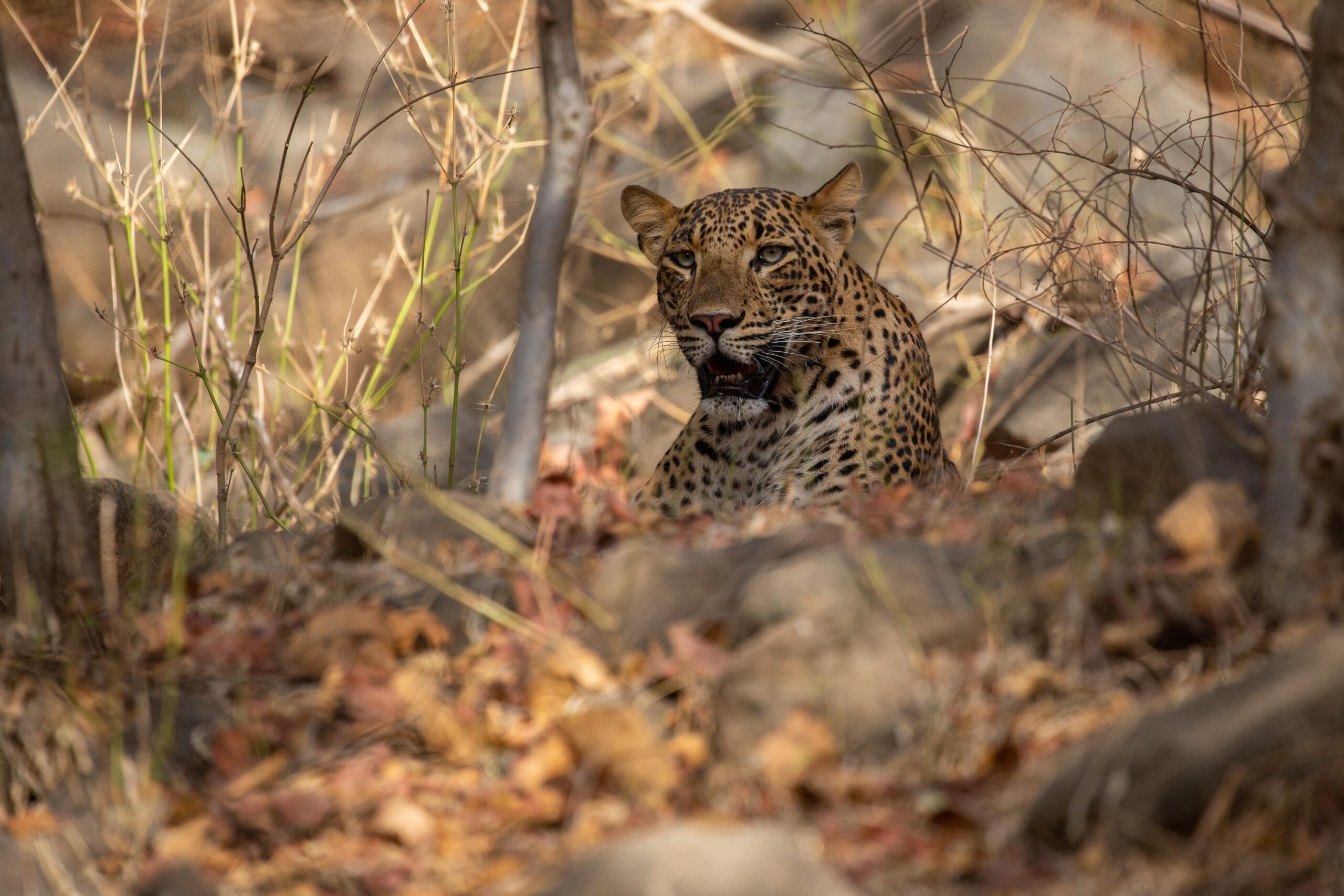 Jhalana Leopard Safari