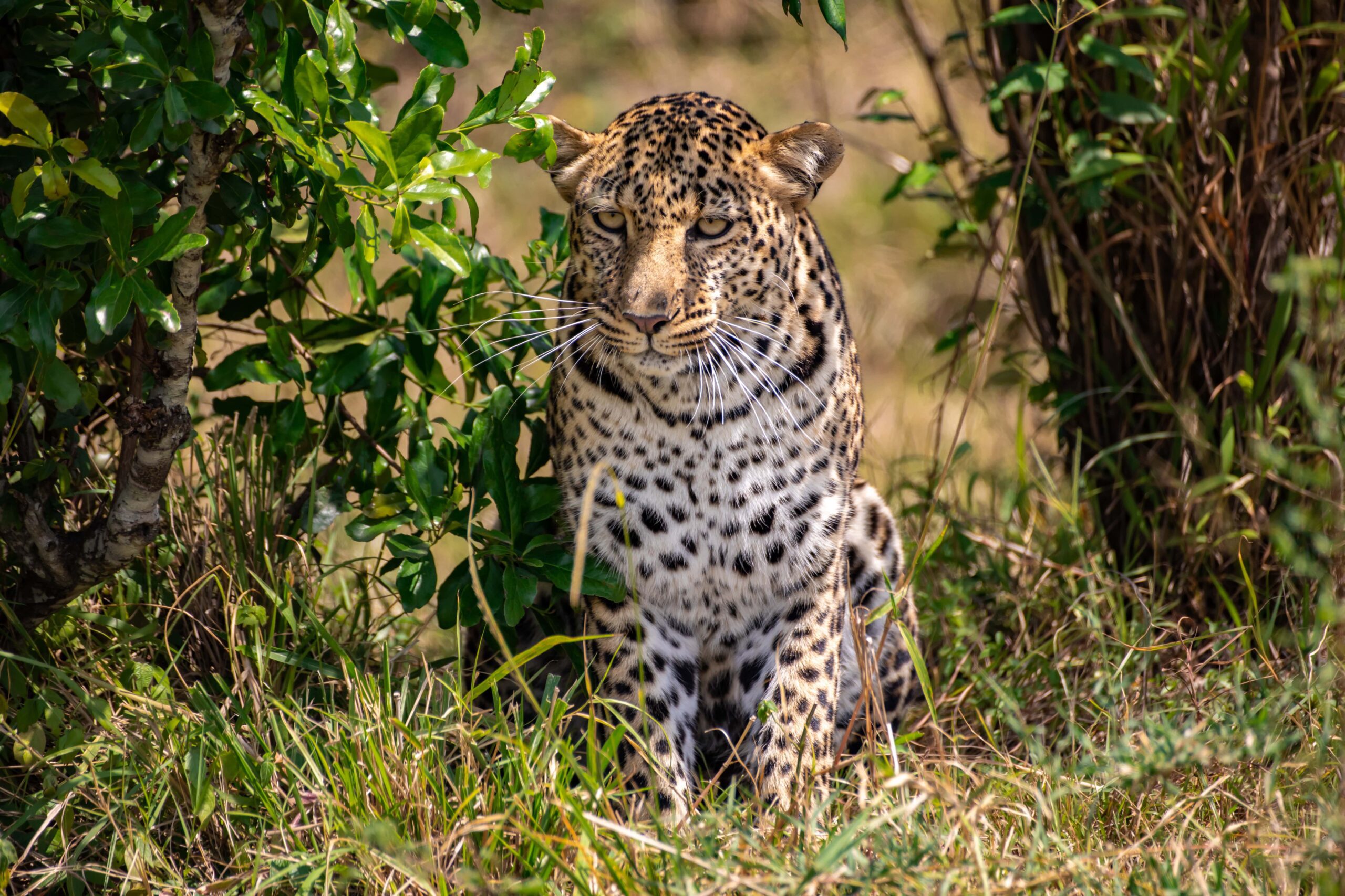 Jhalana Leopard Safari