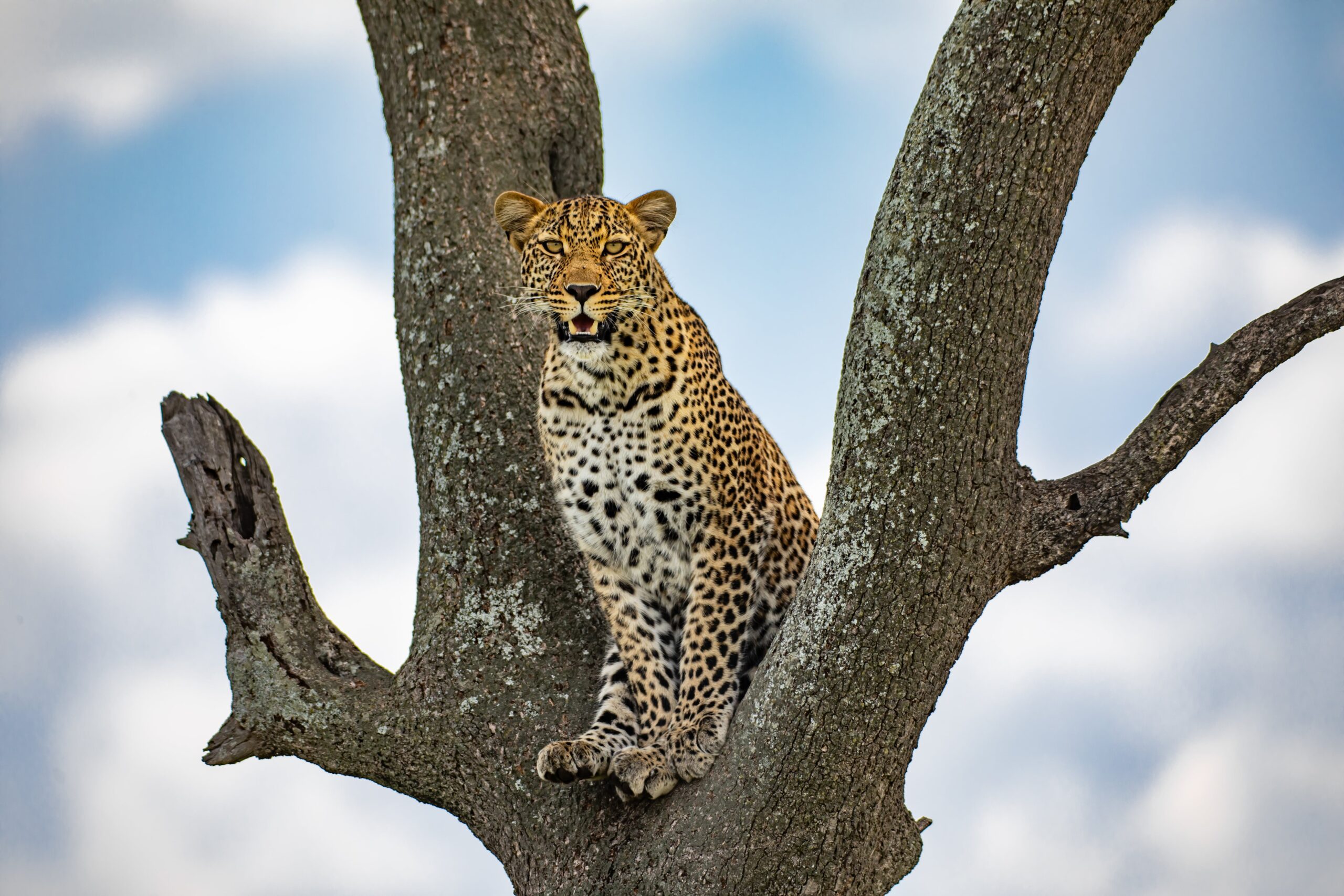 Jhalana Leopard Safari