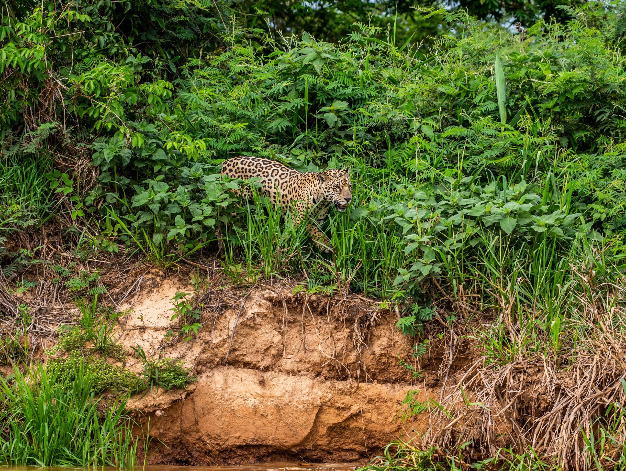 Jhalana Leopard Safari