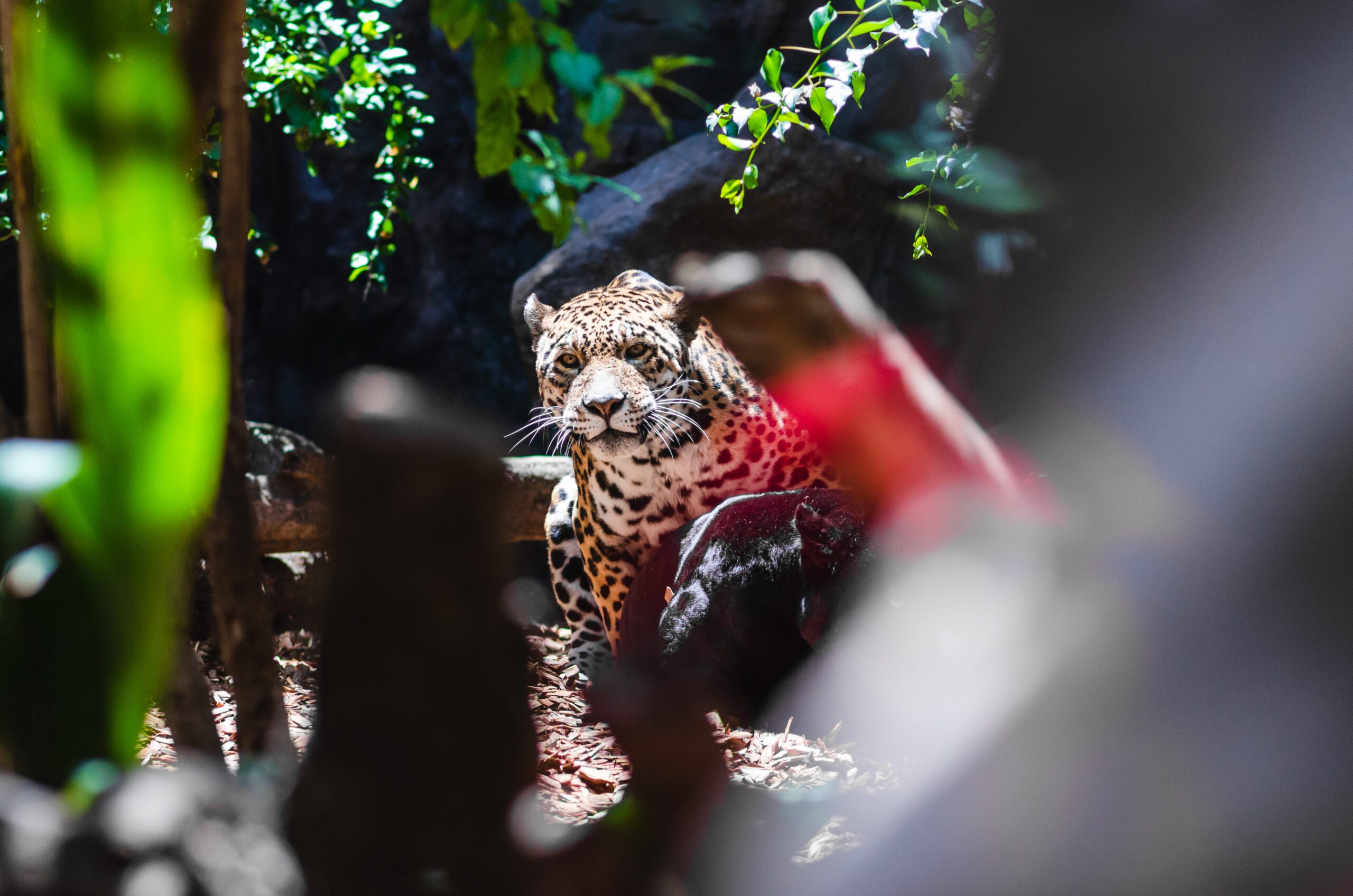 Jhalana Leopard Safari