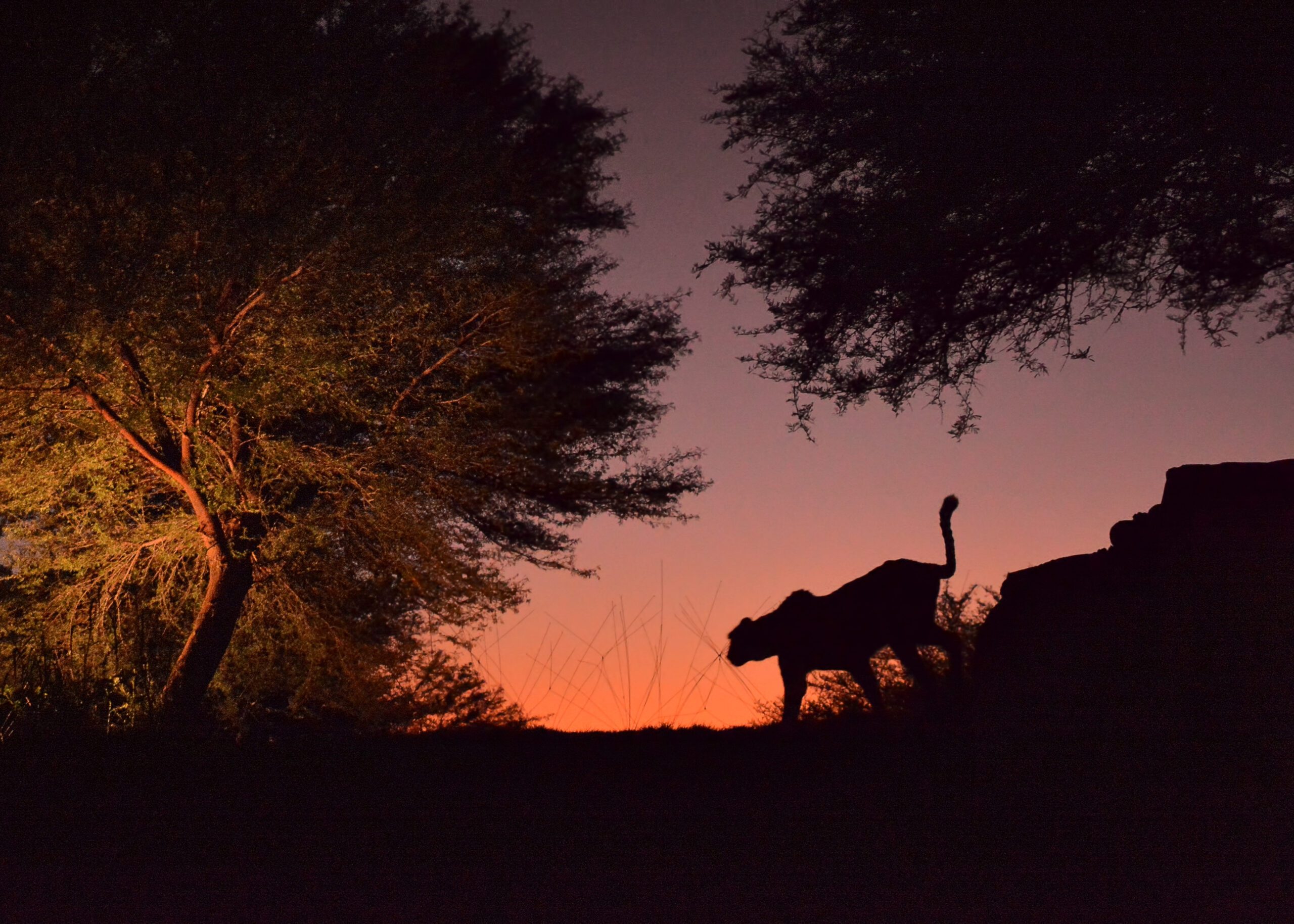 Leopard Safari in Jaipur