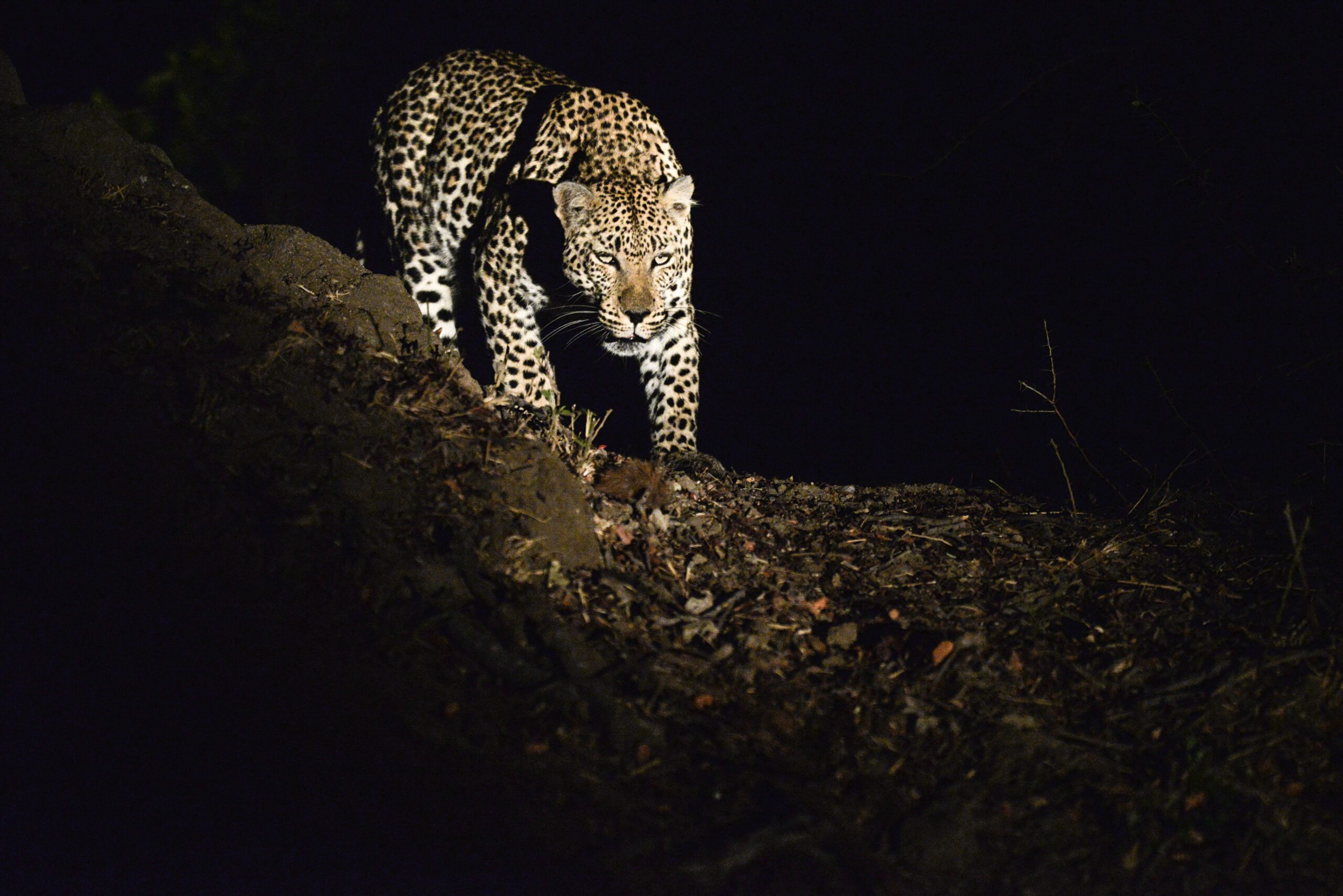 Leopard Safari in Jaipur