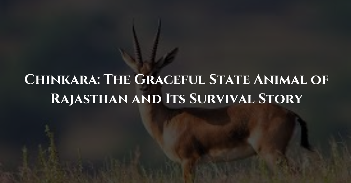 Chinkara: The Graceful State Animal of Rajasthan and Its Survival Story