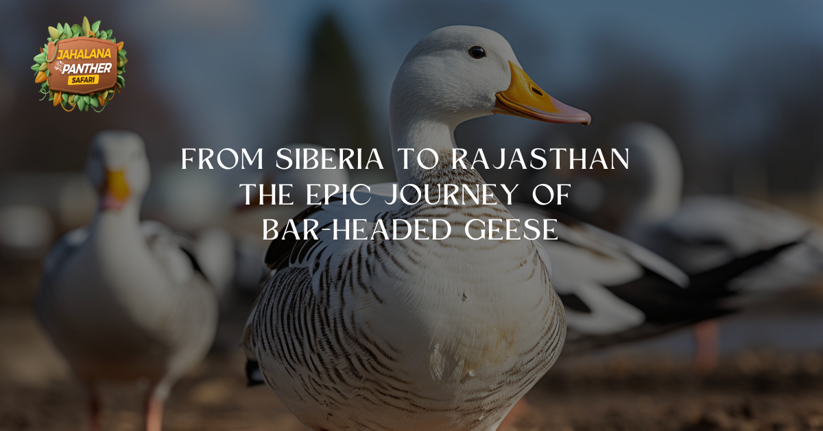 From Siberia to Rajasthan: The Epic Journey of Bar-Headed Geese