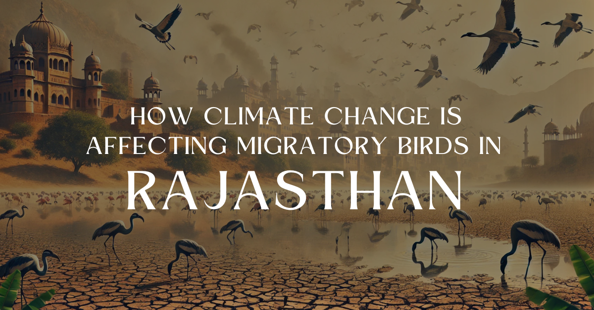 How Climate Change is Affecting Migratory Birds in Rajasthan