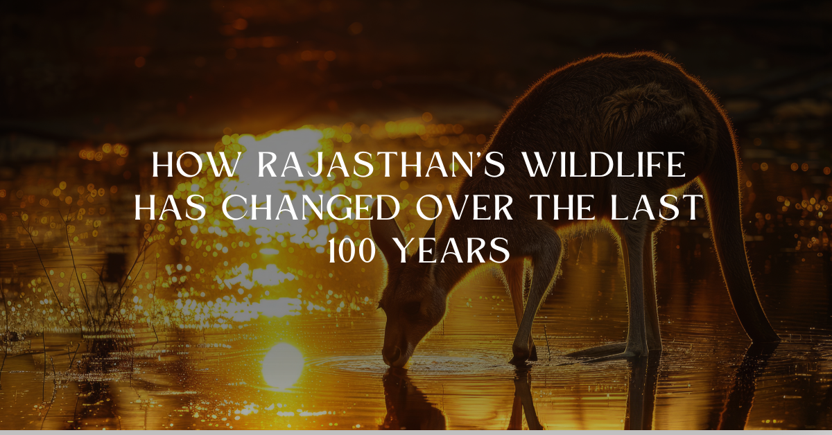 How Rajasthan’s Wildlife Has Changed Over the Last 100 Years