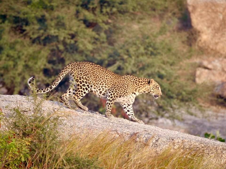 How Beed Papad Enhances Jaipur’s Leopard Tourism Infrastructure