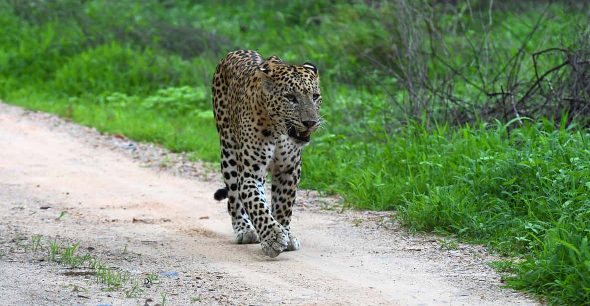 Jhalana Leopard Safari: A Comprehensive Visitor’s Guide