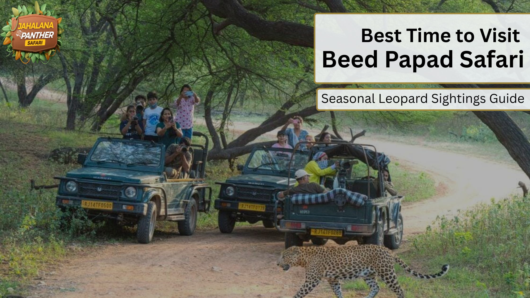 Best Time to Visit Beed Papad Safari: Seasonal Leopard Sightings Guide