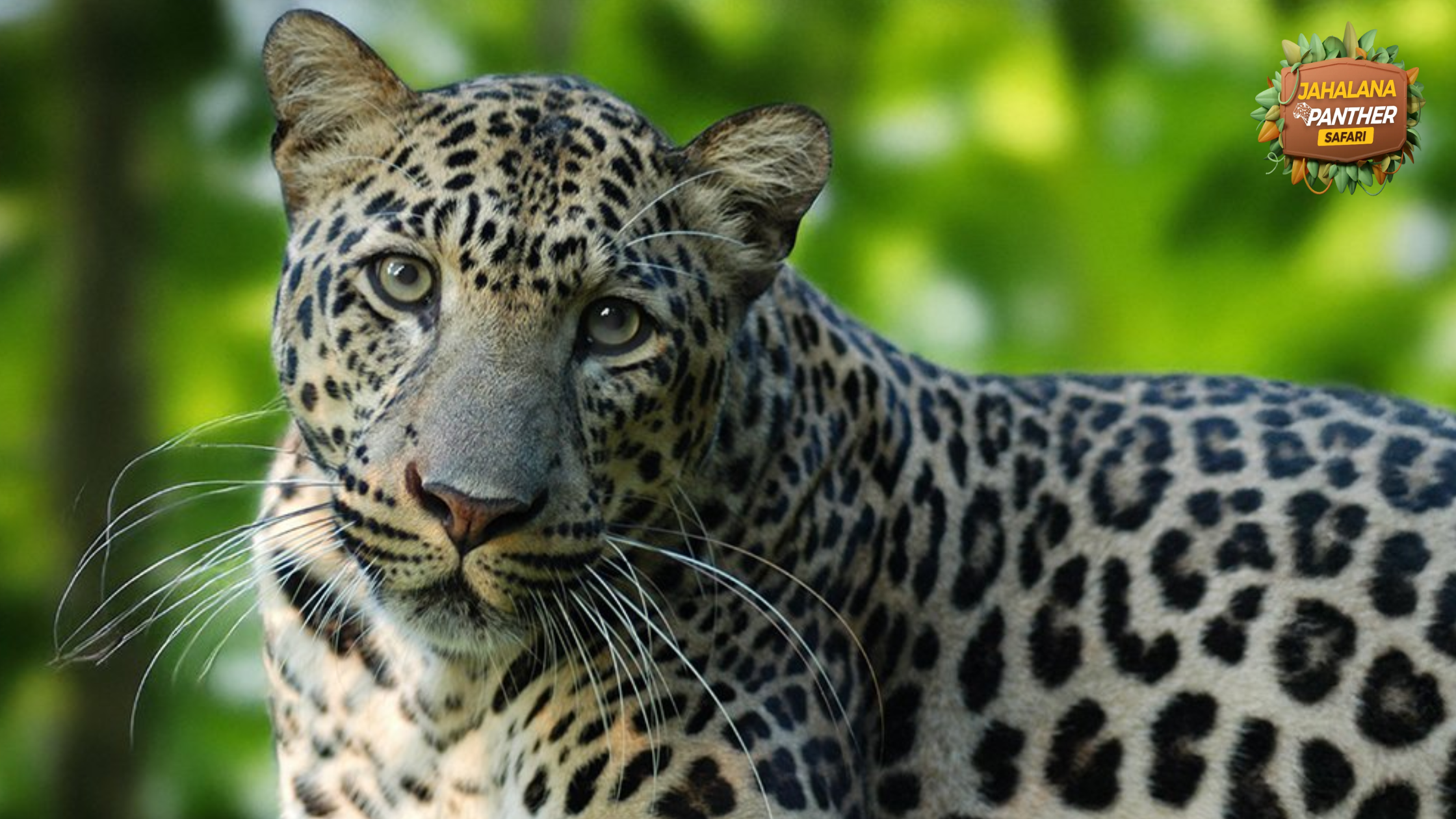 Amagarh Leopard Reserve: India’s Hidden Safari Gem