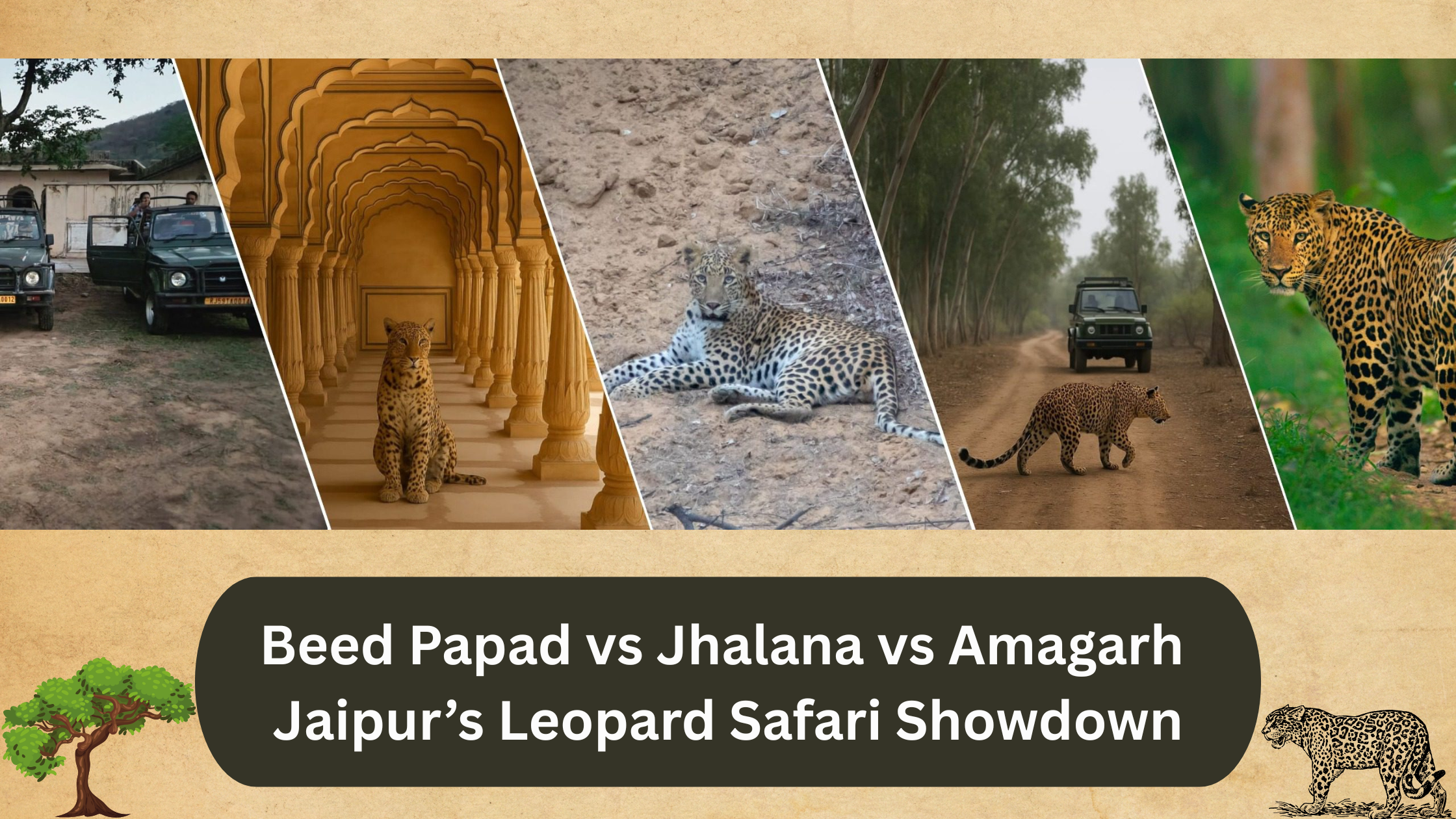 Beed Papad vs Jhalana vs Amagarh: Jaipur’s Leopard Safari Showdown
