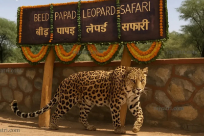 <a href="https://jhalanapanthersafari.in/beed-papad-leopard-safari-jaipur/" target="_blank">Beed Papad Leopard Safari</a>