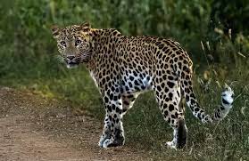 Inside Jaipur’s Newest Leopard Safari: Beed Papad’s Debut