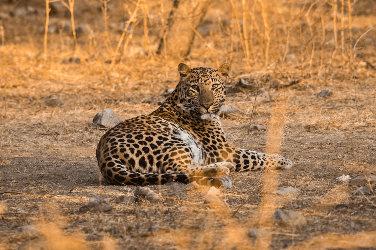 Best Time to Visit Beed Papad Safari: Seasonal Leopard Sightings Guide