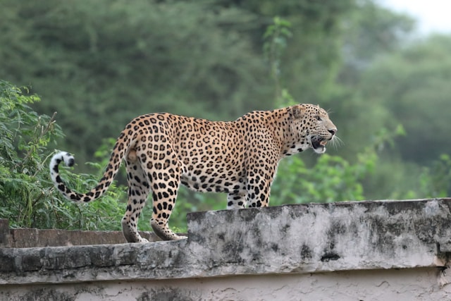 Family-Friendly Safari: Beed Papad Edition