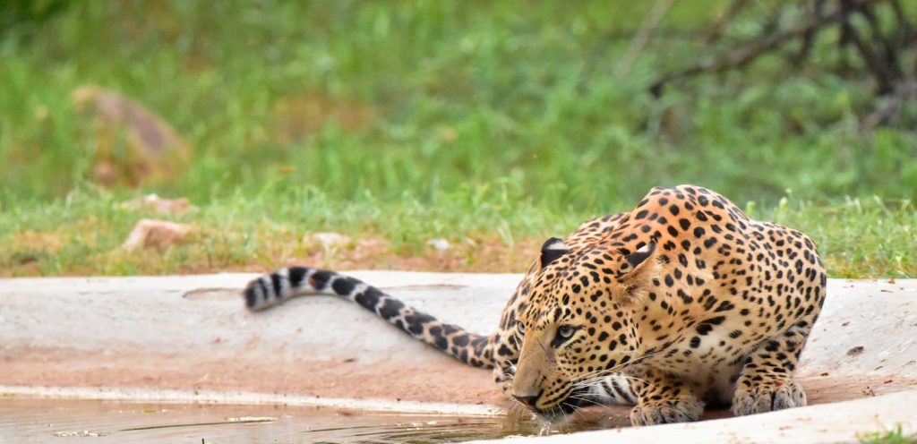 Best Time to Visit Panther Safari in Jaipur: A Month-by-Month Guide