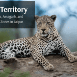 Leopard Territory: Comparing Jhalana, Amagarh, and Beed Papad Safari Zones in Jaipur