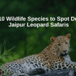 Top 10 Wildlife Species to Spot During Jaipur Leopard Safaris – Copy