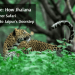 Urban Jungle: How Jhalana Panther Safari Brings Wildlife to Jaipur’s Doorstep