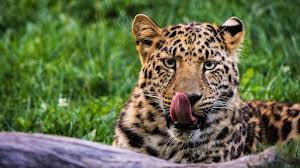 Leopard Photography Guide: How to Capture Stunning Wildlife Shots at Jhalana Safari