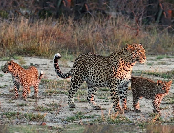 Leopard Territory: Comparing Jhalana, Amagarh, and Beed Papad Safari Zones in Jaipur
