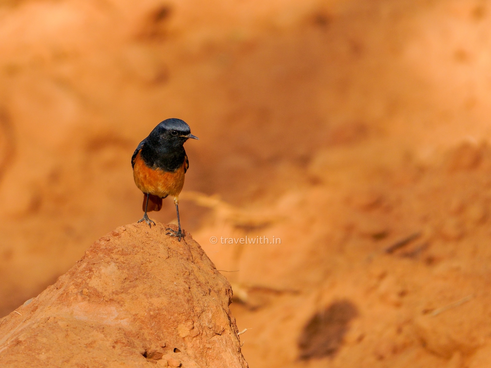 Birdwatching in Jhalana, Amagarh, and Beed Papad: A Hidden Paradise for Ornithologists