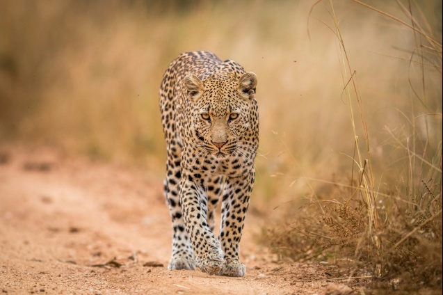 Safari Photography at Beed Papad: Top Spots & Camera Settings for Capturing Leopards