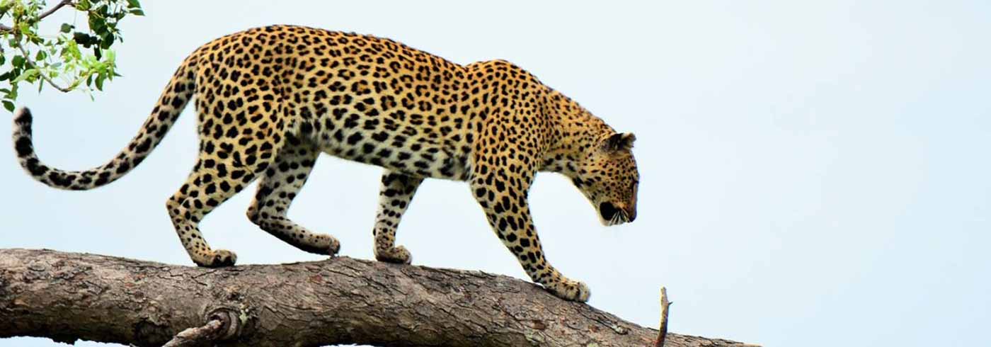 Eco-Tourism in Jaipur: How Panther Safaris Are Empowering Local Communities