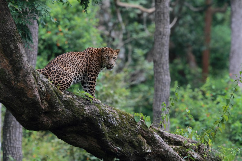 Machia Safari Park, Jodhpur: Seeing Leopards in the Deccan