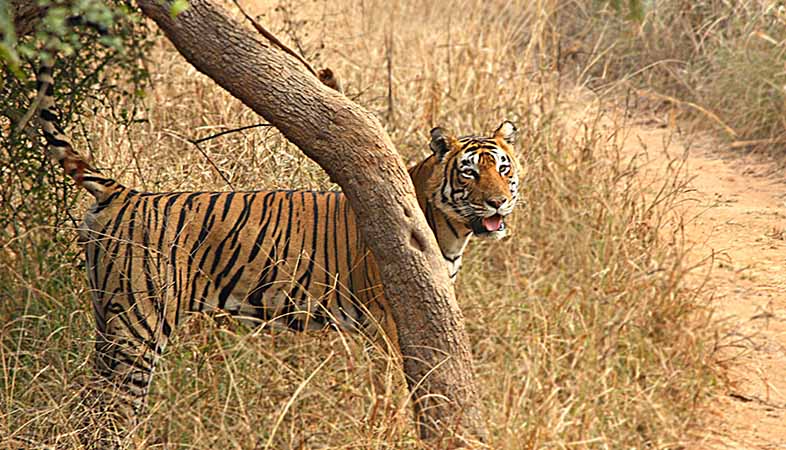 Urban Jungle: How Jhalana Panther Safari Brings Wildlife to Jaipur’s Doorstep