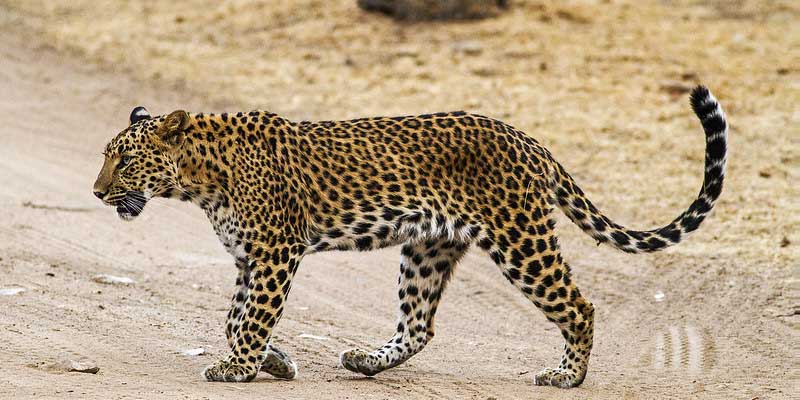 Monsoon Safaris: What Changes (Jhalana, Amagarh & Beed Papad)
