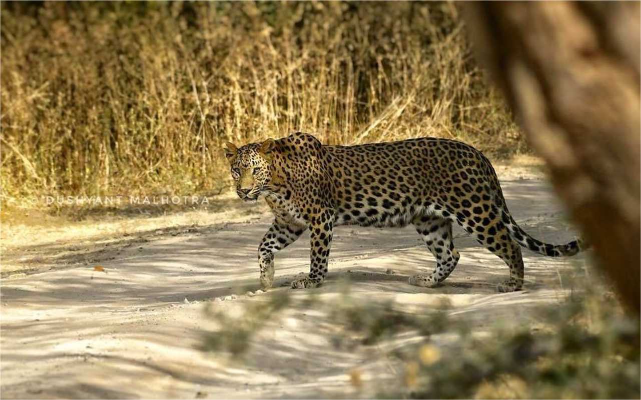 Jhalana Leopard Reserve History