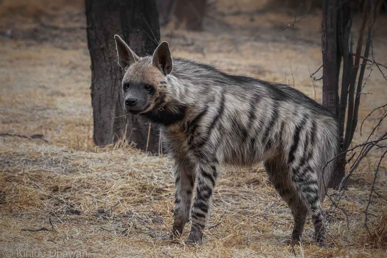 Striped Hyenas in Jaipur: A Quick Guide (Jhalana, Amagarh & Beed Papad)