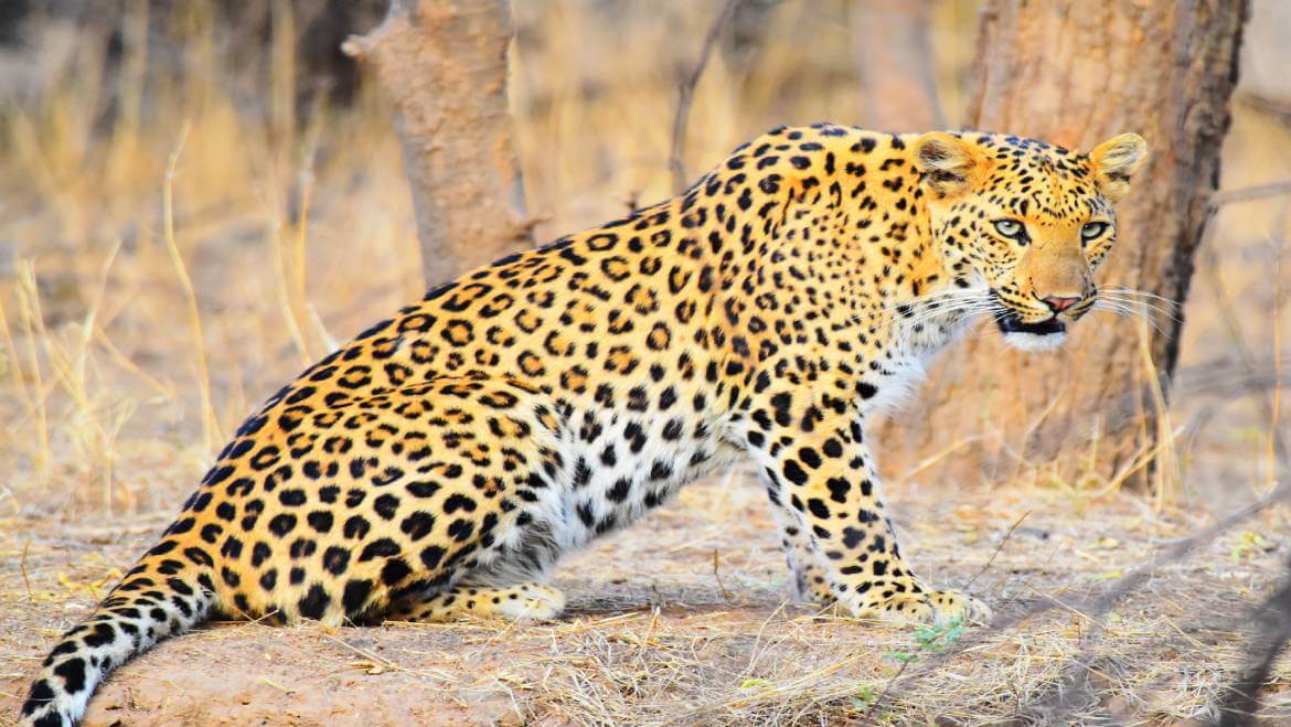 Safaris with Kids: Easy Tips (Jhalana, Amagarh & Beed Papad)