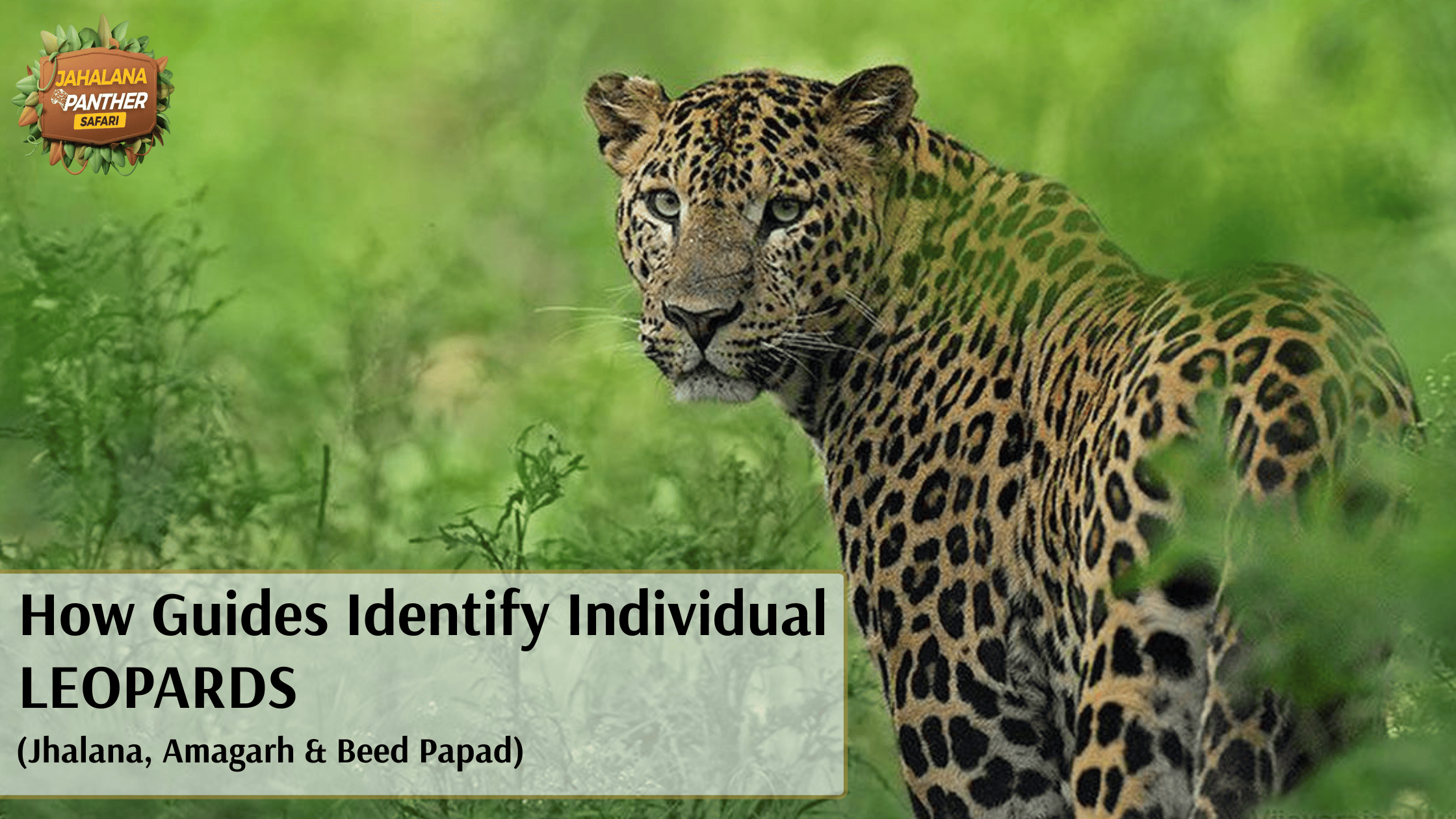 How Guides Identify Individual Leopards (Jhalana, Amagarh & Beed Papad)